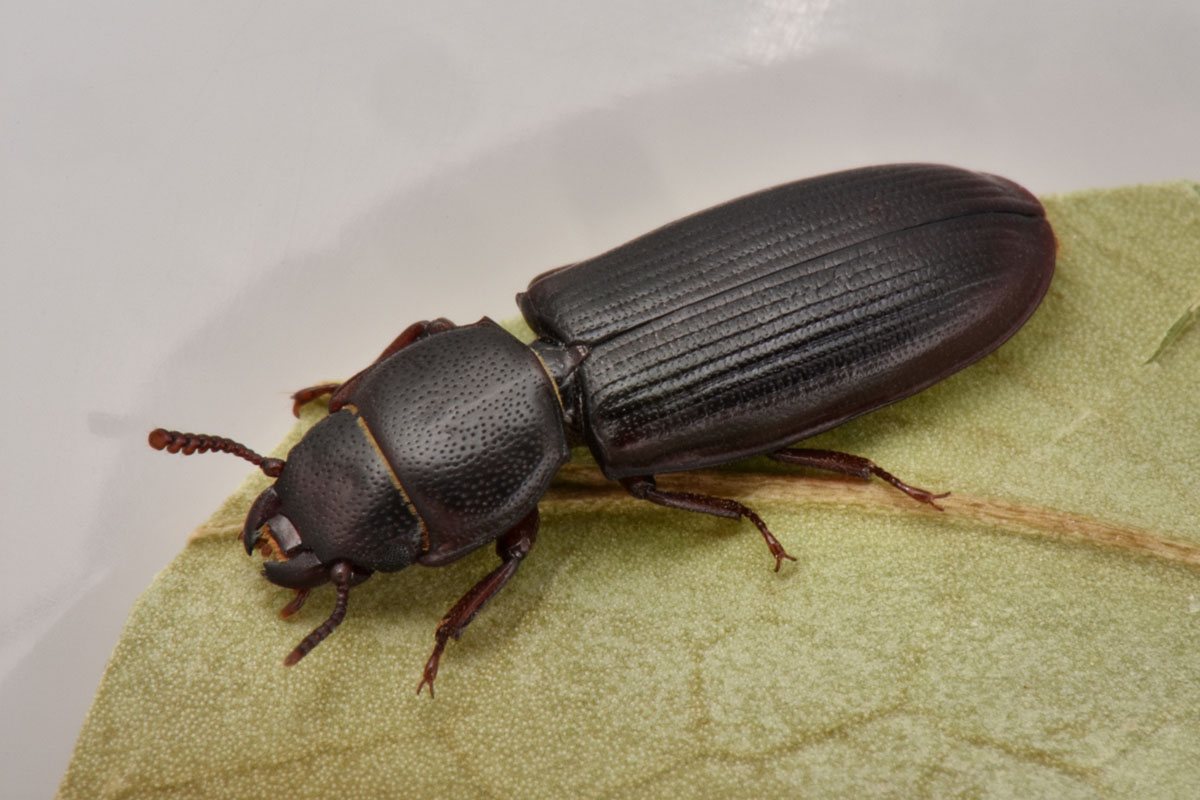 Trogositidae: Tenebroides sp?  Sì, Tenebroides cfr. mauritanicus